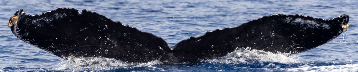 Fluke of HW-MN0443955