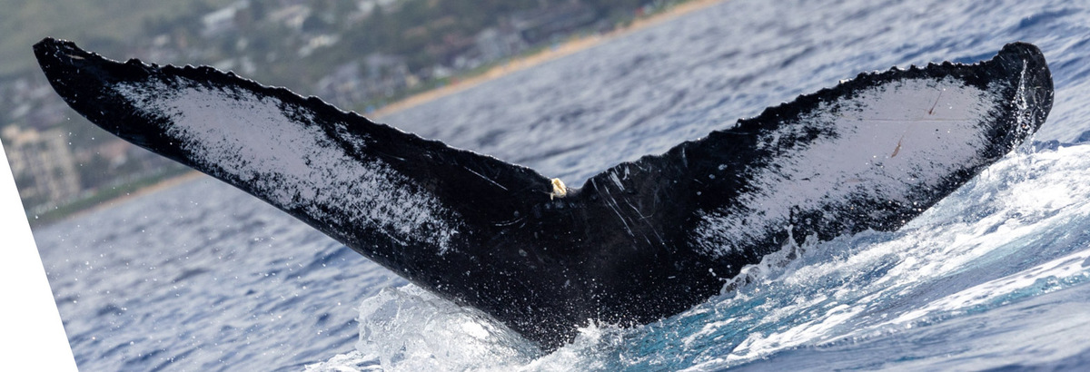 Fluke of HW-MN0443956