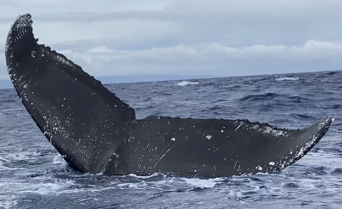 Fluke of TikiRob (Hawaii)