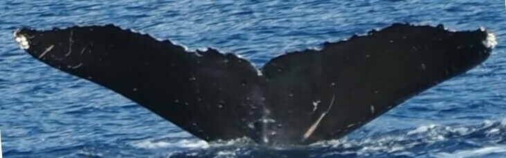 Fluke of HW-MN0444006
