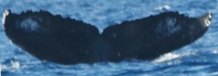 Fluke of HW-MN0444009