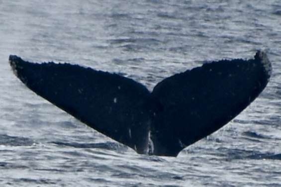Fluke of HW-MN0444011