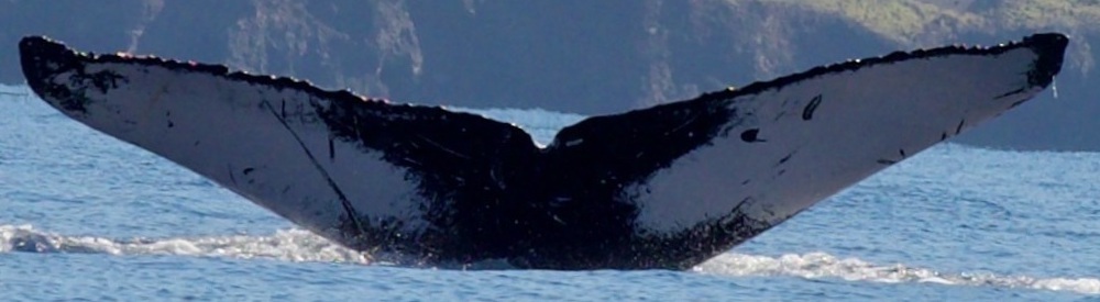 Fluke of HW-MN0444013