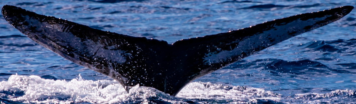 Fluke of HW-MN0444018