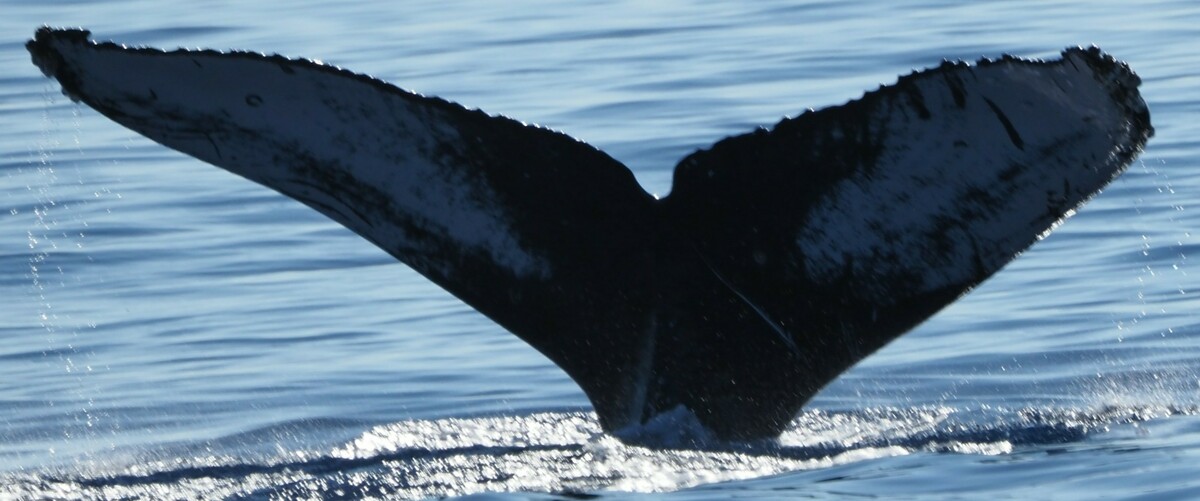 Fluke of HW-MN0444021