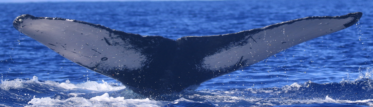 Fluke of HW-MN0444027