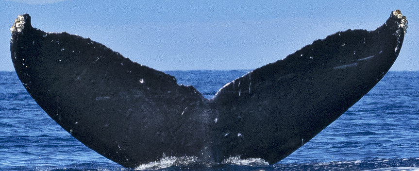 Fluke of HW-MN0444030