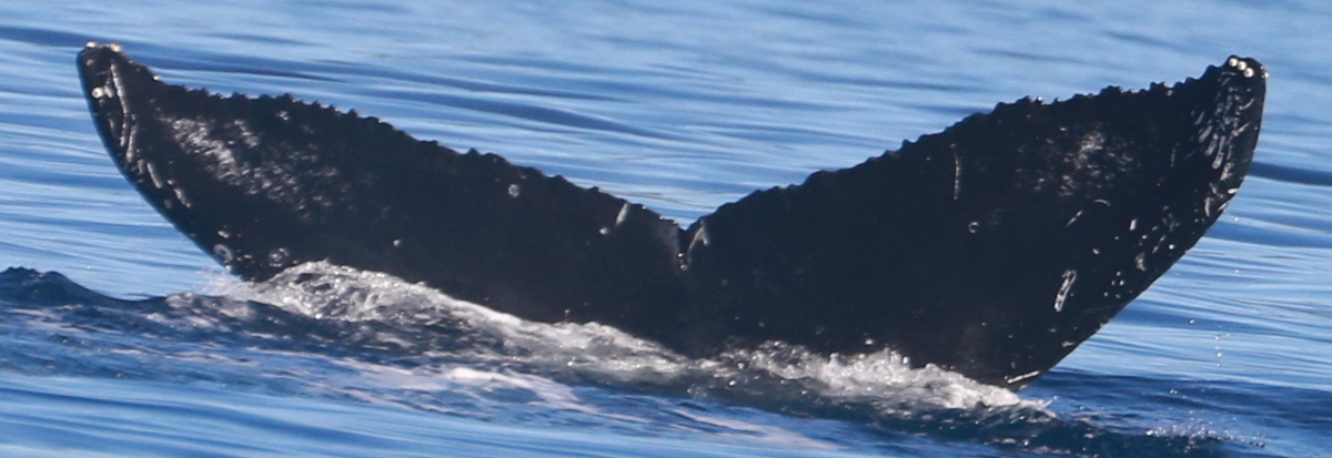 Fluke of HW-MN0444031