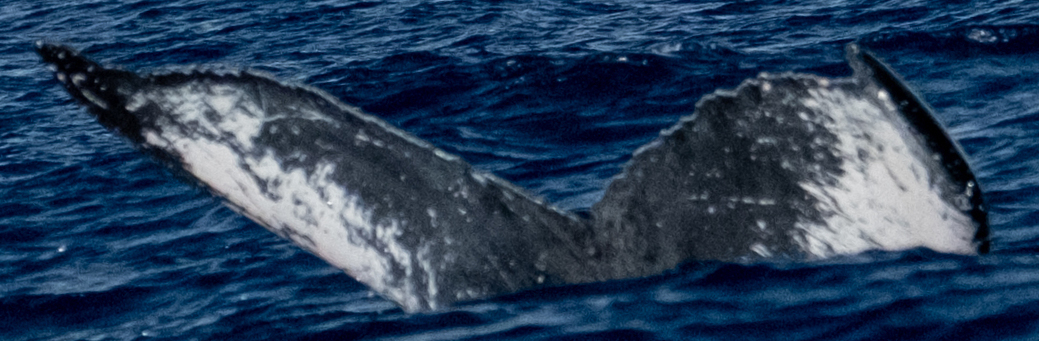Fluke of HW-MN0444038