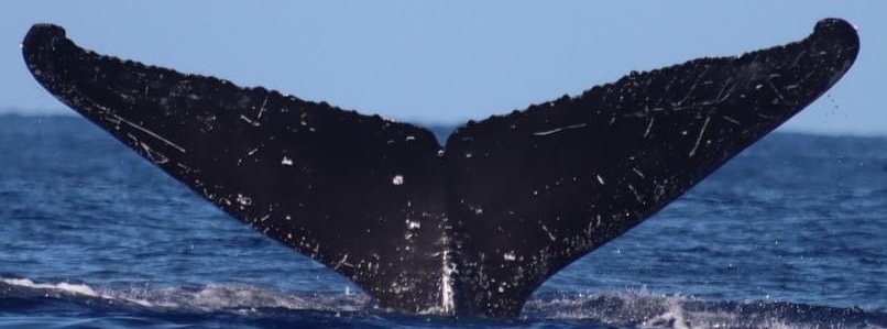Fluke of HW-MN0444040
