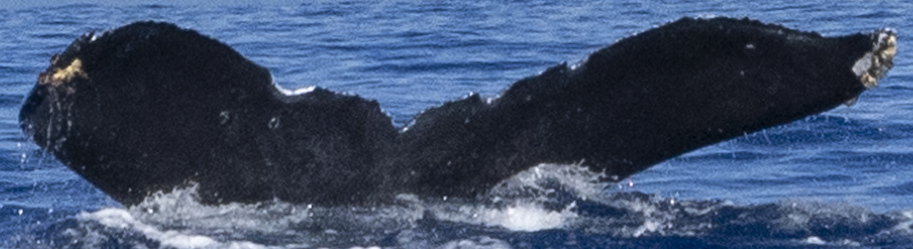 Fluke of HW-MN0444044
