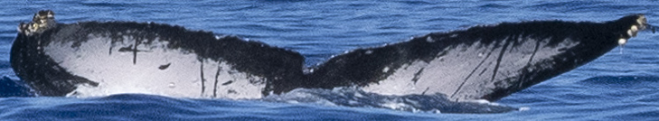 Fluke of HW-MN0444045
