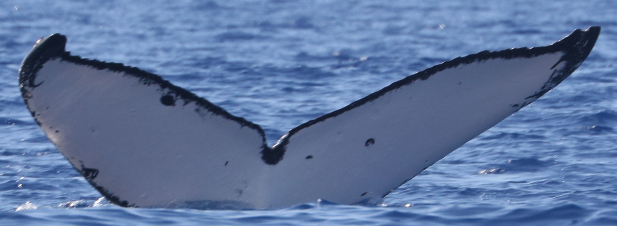 Fluke of HW-MN0444055