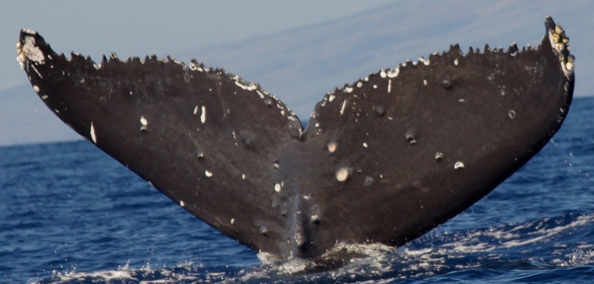Fluke of HW-MN0444056