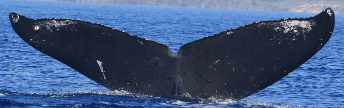 Fluke of HW-MN0444057