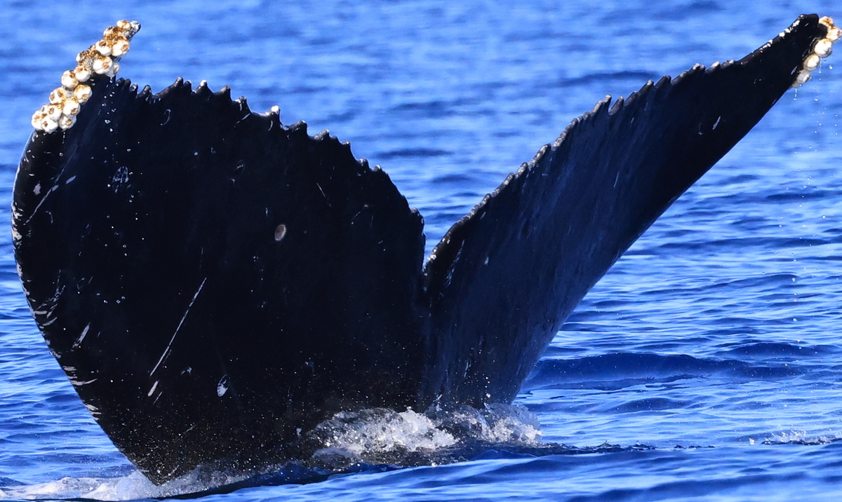 Fluke of HW-MN0444064