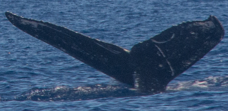 Fluke of HW-MN0444067