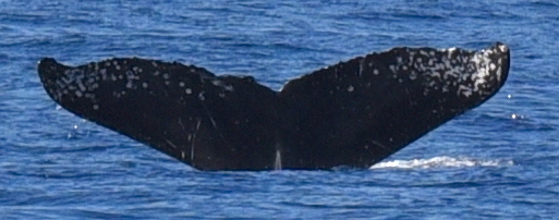 Fluke of HW-MN0444068
