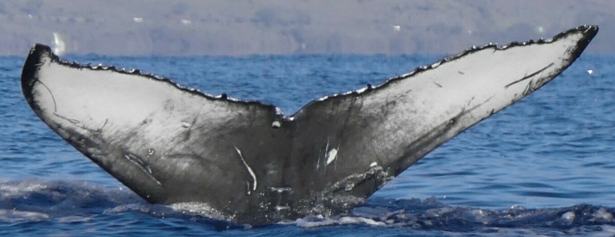 Fluke of Umi (BC)