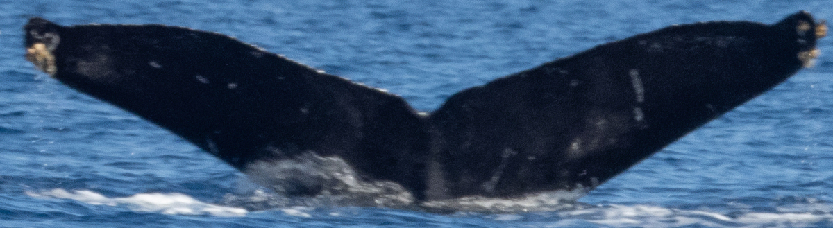 Fluke of HW-MN0444072
