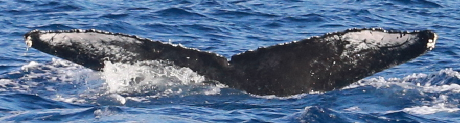 Fluke of HW-MN0444086