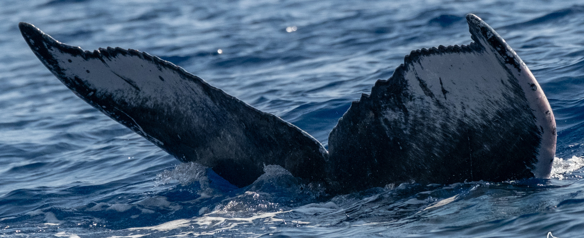 Fluke of HW-MN0444087