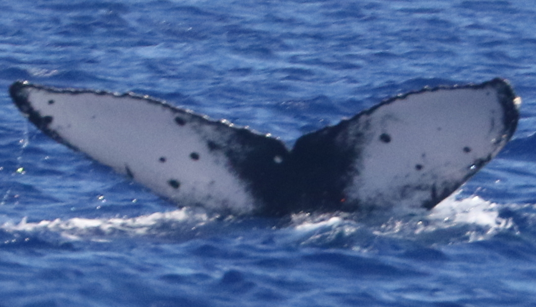 Fluke of HW-MN0444099