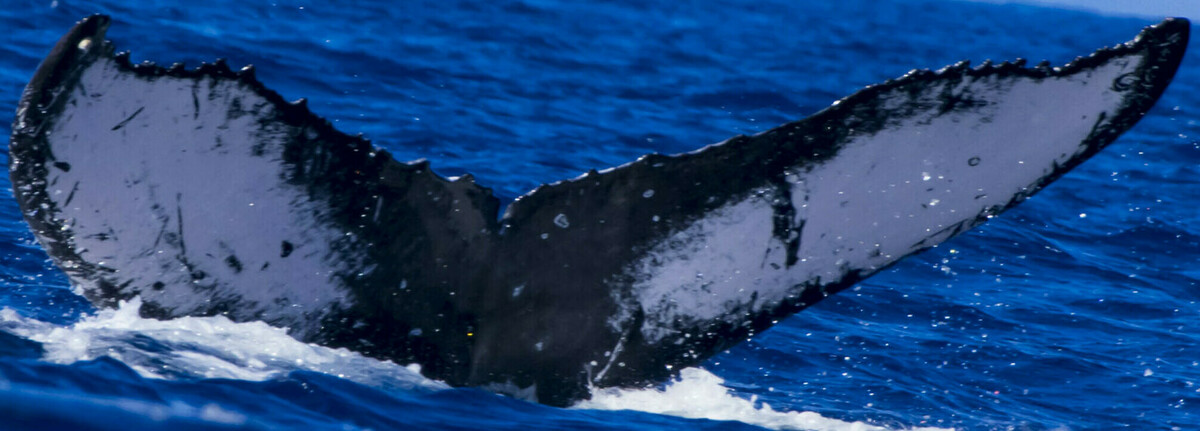 Fluke of HW-MN0444105