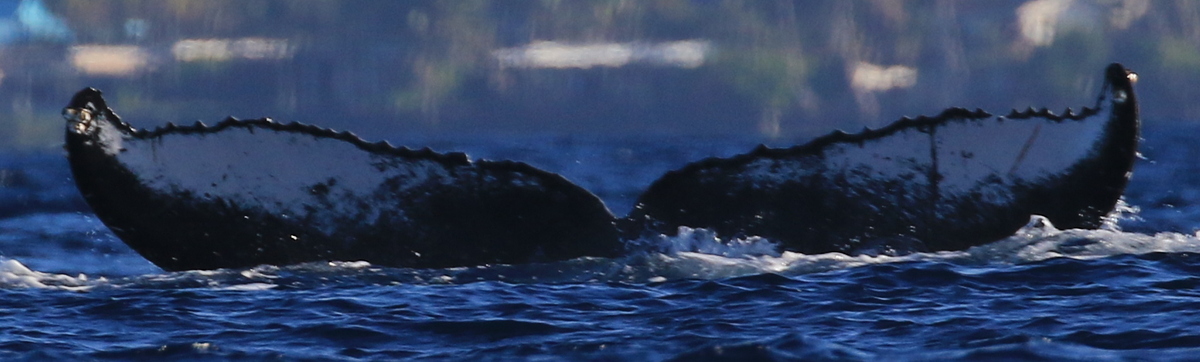 Fluke of HW-MN0444109