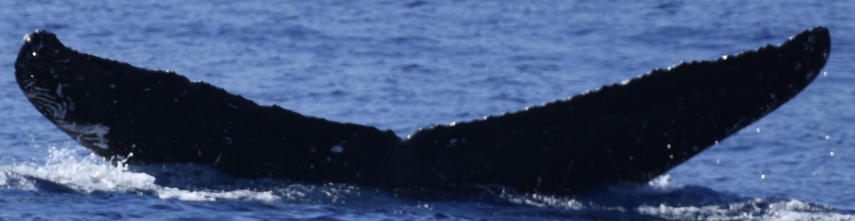 Fluke of HW-MN0444110