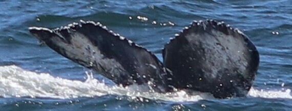 Fluke of 2022-2023 calf of Cherrios