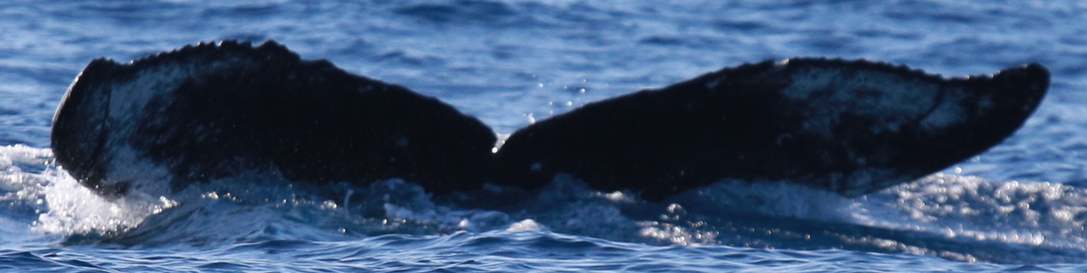 Fluke of HW-MN0444112
