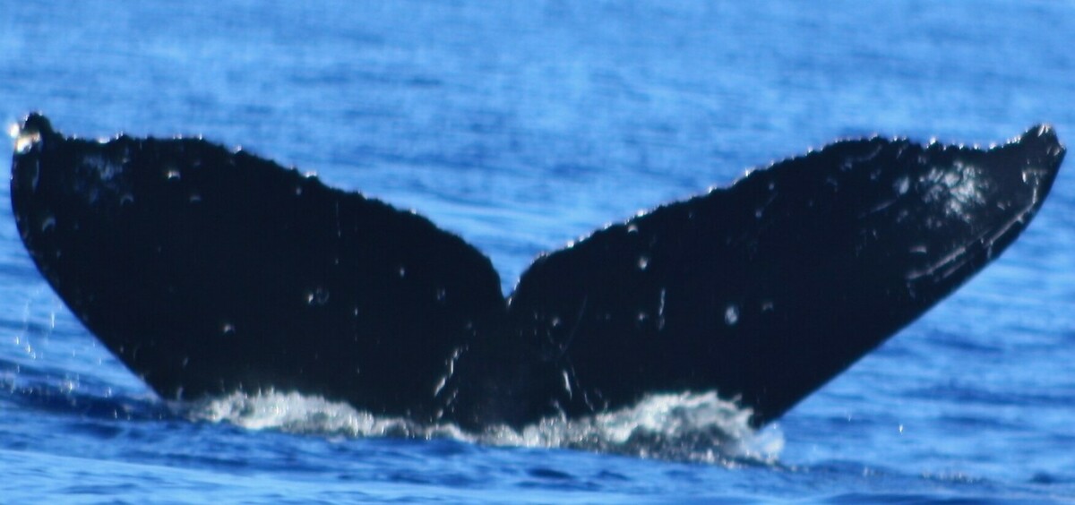 Fluke of HW-MN0444113