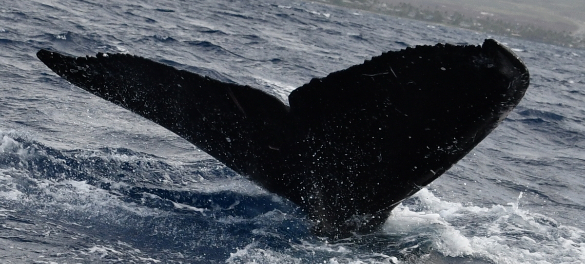 Fluke of HW-MN0444122