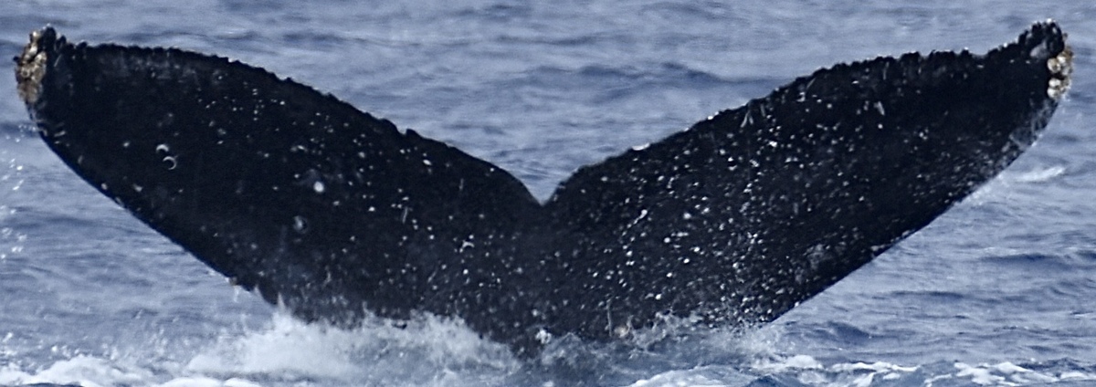 Fluke of HW-MN0444126